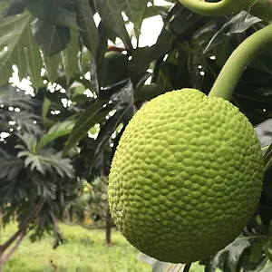 https://flane-gite-rural-de-tourisme.comcaribbean.com